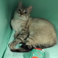 Napoli pab27995, chat à adopter
