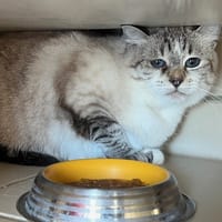 MIHOU (réservé), chatte à adopter