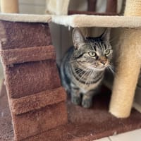 ROSIE, chatte à adopter