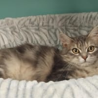 giulia pab28001, chatte à adopter