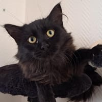OUMPA, chat à adopter