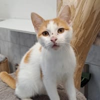 LUCIANO, chat à adopter