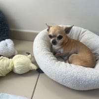 PERLE (RESERVE), chienne à adopter