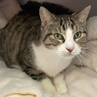HUNTER, chat à adopter