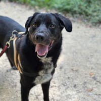 hades, chien à adopter