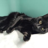 etna pab28005, chatte à adopter