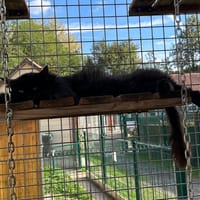 MONCHERI, chat à adopter