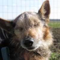 BANDIT, chien à adopter