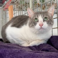 Koala [FIV+], chat à adopter