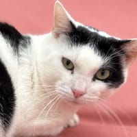 CROFT, chat à adopter