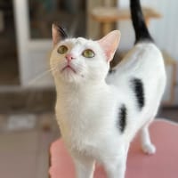PERDITA, chatte à adopter