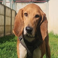 PEPIN, chien à adopter