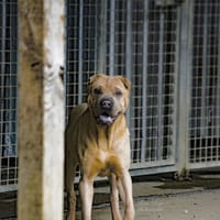 BOURRICOT, chien à adopter