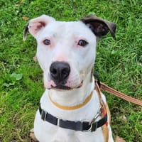 CHEYEN, chienne à adopter