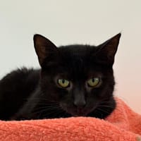 VIOLETTE, chatte à adopter