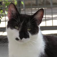 NOUNA, chatte à adopter