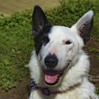 DOMINO, chien à adopter