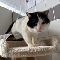 MINIMOY, chat à adopter