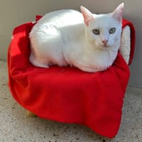 MULDER, chat à adopter