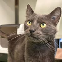 CHESTER, chat à adopter