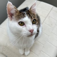 CORLYS, chat à adopter