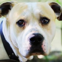 KAISER, chien à adopter