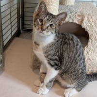 ALVIN, chat à adopter