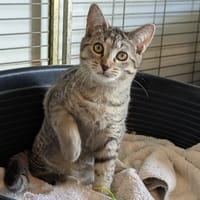 ARTIC, chat à adopter
