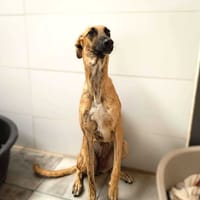 SHANIA, chienne à adopter