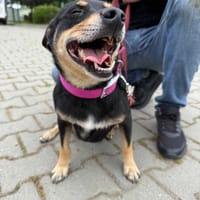 Ziko, pies do adopcji