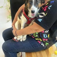 Bella, suczka do adopcji