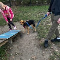 Morela, suczka do adopcji