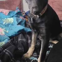 Nika, suczka do adopcji