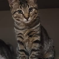 GRIBOUILLE*, chat à adopter