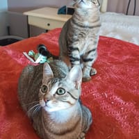 ASTRA ET AVANA, chatte à adopter