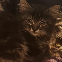 Star, chatte à adopter