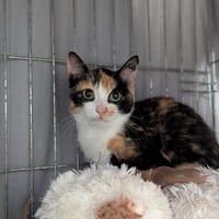 Calicot, chatte à adopter