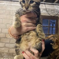 avana, chatte à adopter