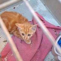 ron, chat à adopter
