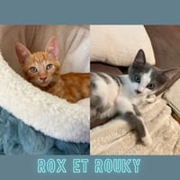 ROX ET ROUKY, chat à adopter