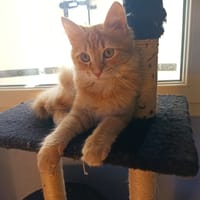 HERMES, chat à adopter