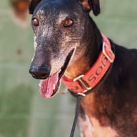 BLACK (Lara), chien à adopter