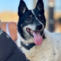 CHARLY (Maria), chien à adopter