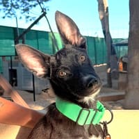 ACE (Martina), chien à adopter