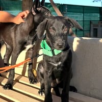 DUKE II (Martina), chien à adopter