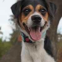 LUKAS (Maria), chien à adopter