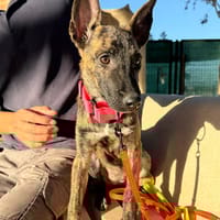 ZELDIA (Martina), chienne à adopter