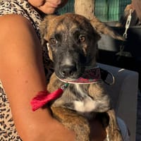 LUCIA (Martina), chienne à adopter