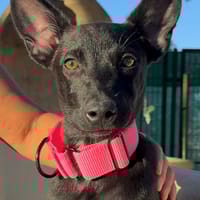 CORA (Martina), chienne à adopter
