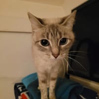 Chipie, chatte à adopter